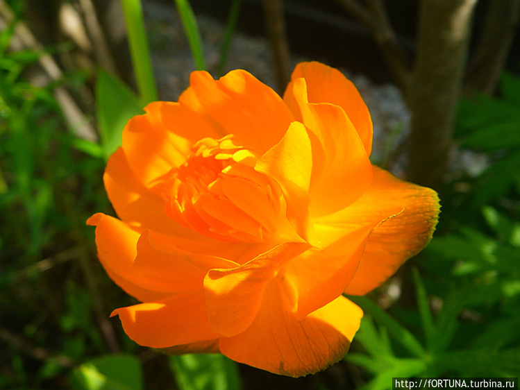 Купальница,под Мурманском