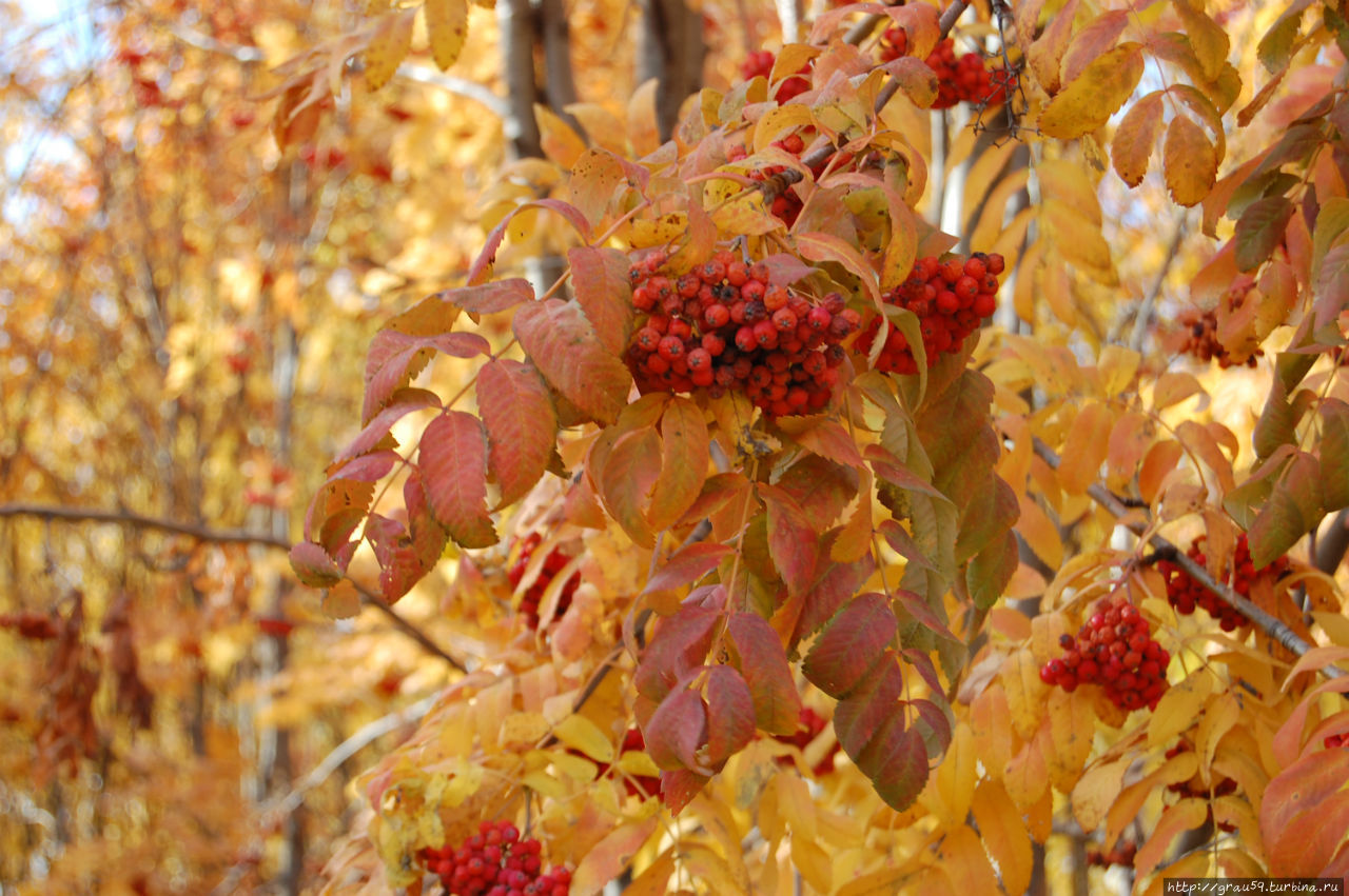 Черемшаны Россия