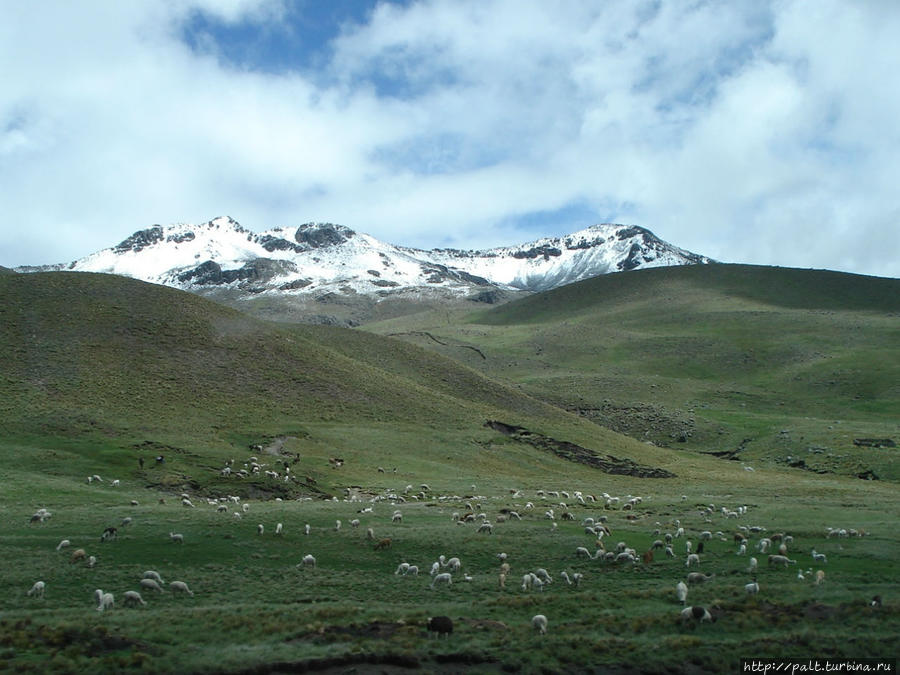 Достояние Перу — гуанако, викуньи, ламы и альпаки Регион Куско, Перу