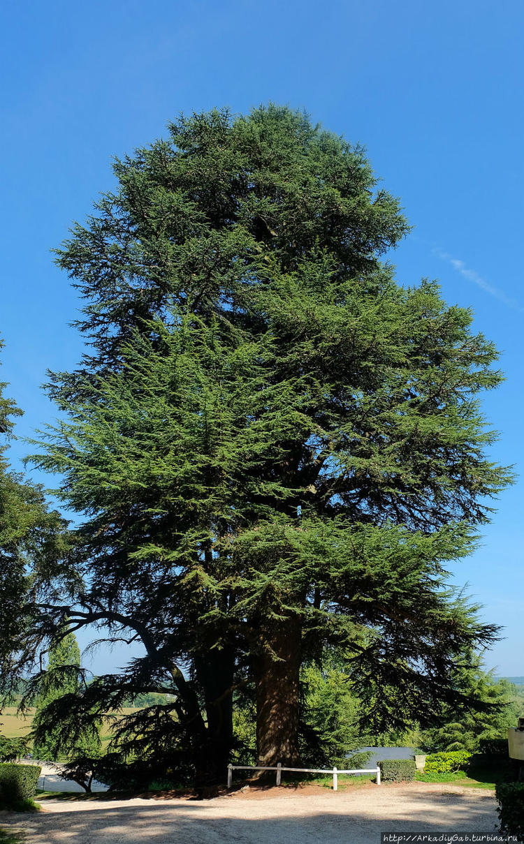 Вот этим красавцам жилось