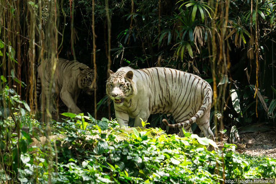 Белые тигры в Сингапурском зоопарке Сингапур (город-государство)