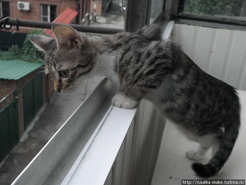 Мурчание кошки