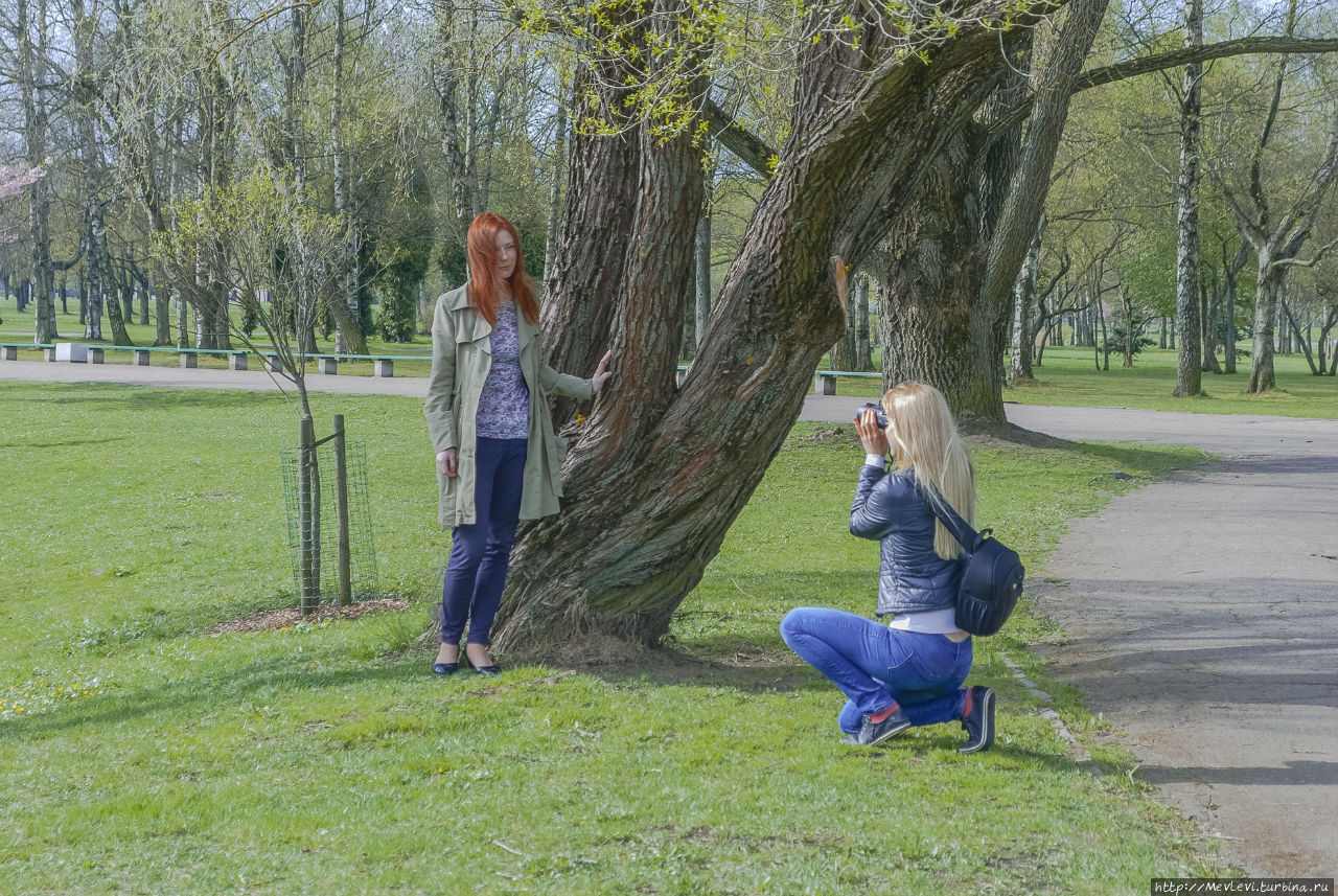 Таинство цветения сакуры Рига, Латвия