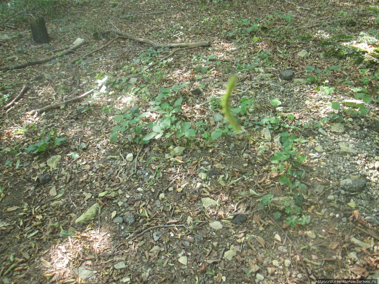 Небольшой лесок с гусеницами Сатаплия Природный Парк, Грузия