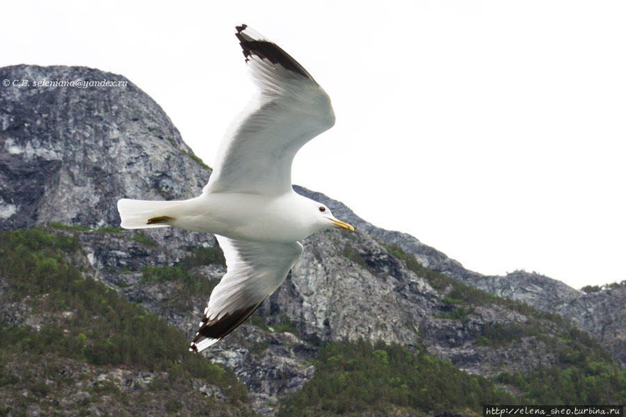 12.  Свободная птица чайка. Неройфьорд, Норвегия