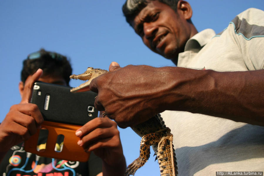Речное сафари. Шри-Ланка Балапития, Шри-Ланка