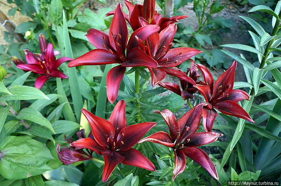 Цветок    с    загадочным    числом    три Южно-Сахалинск, Россия