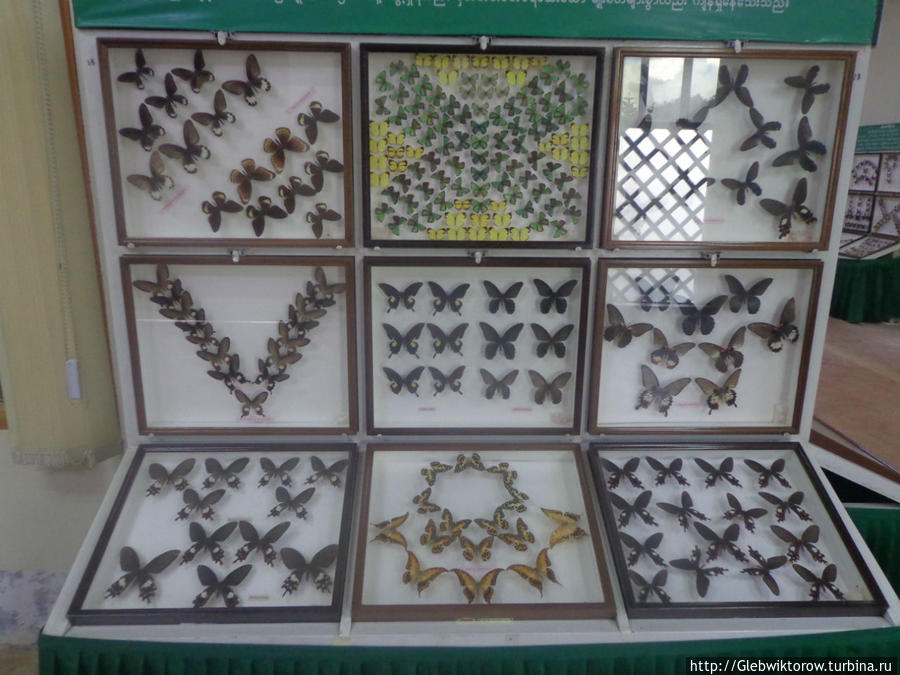 Butterfly museum Пьин-У-Львин, Мьянма