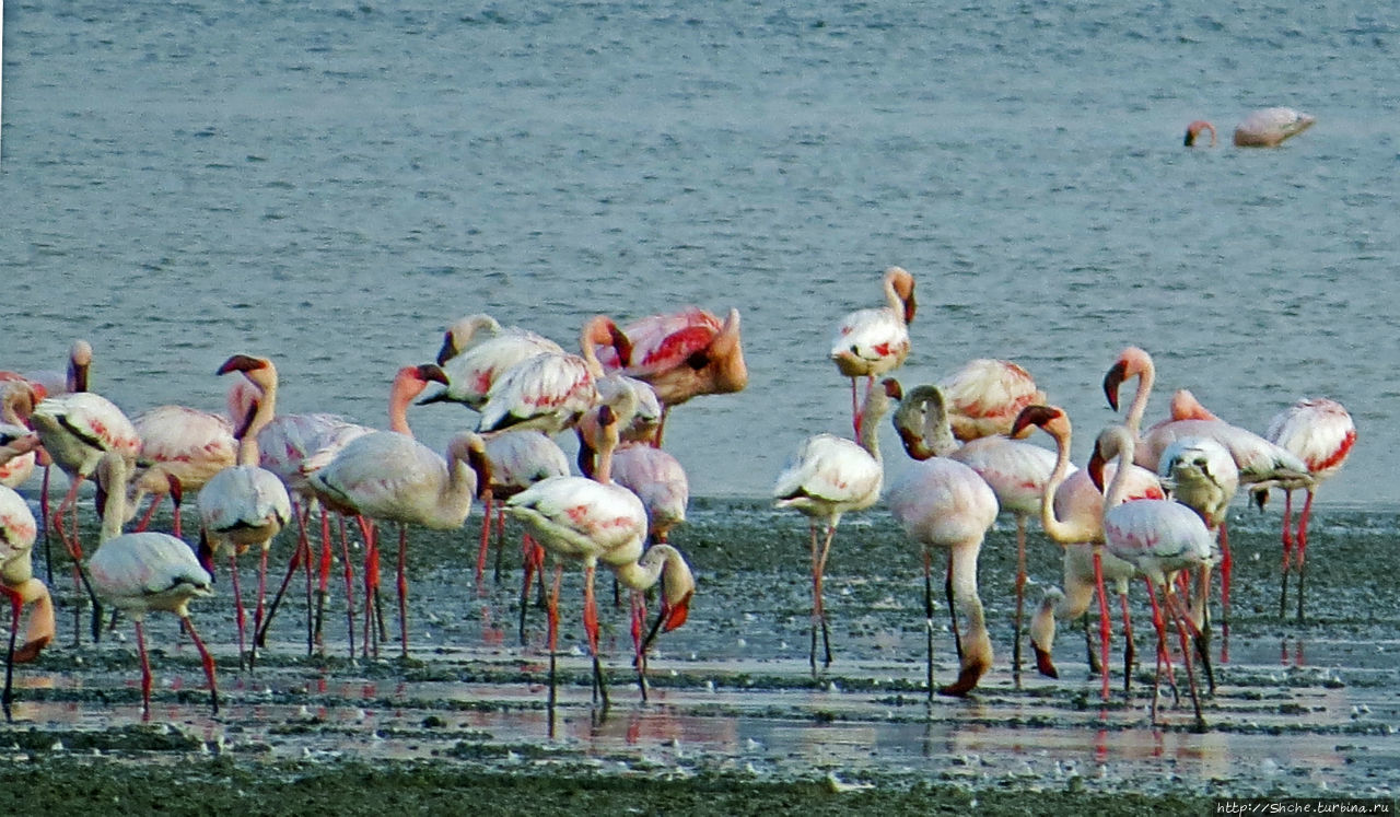 Озеро Лак Аббе Озеро Аббе, Джибути
