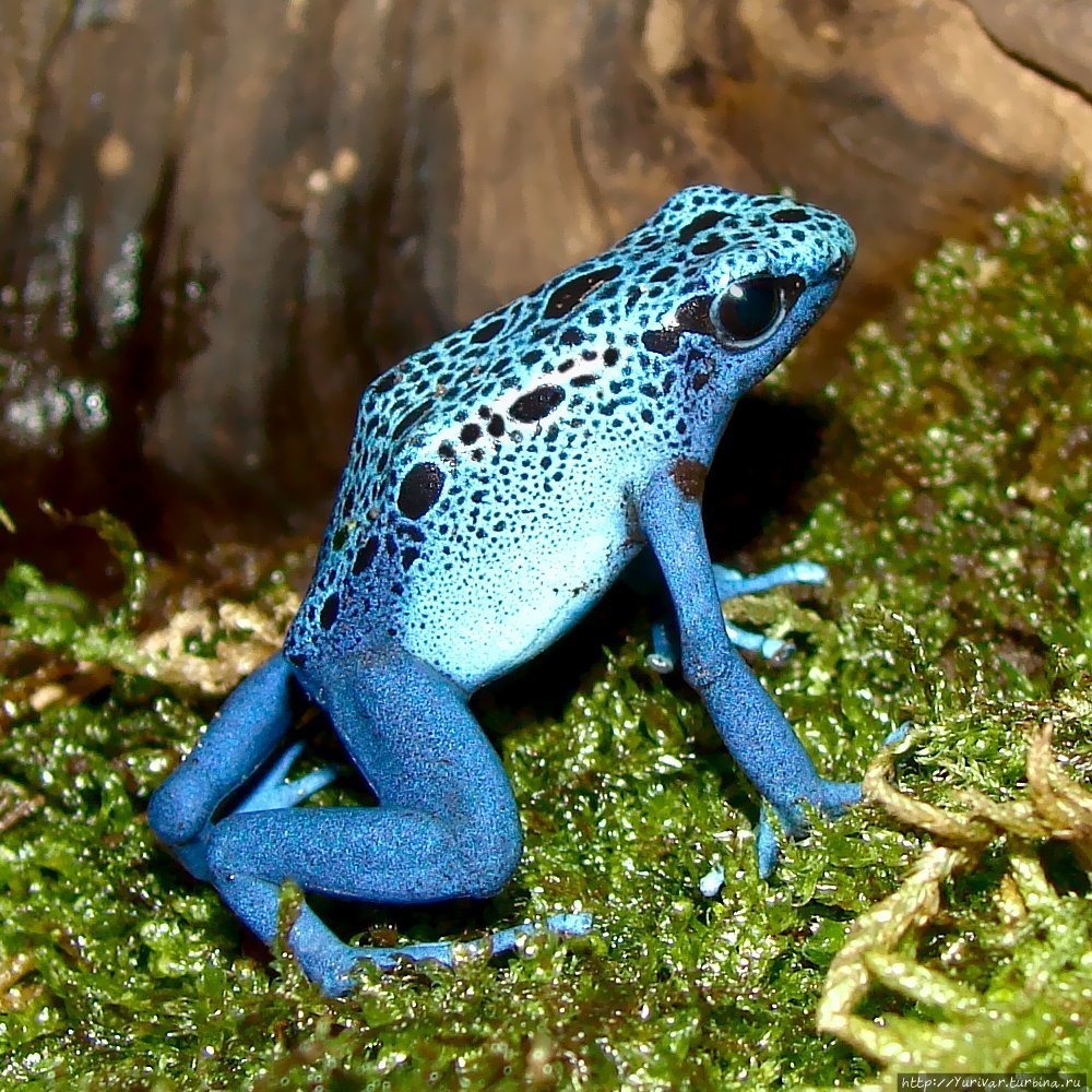 Лягушка голубой древолаз (Dendrobates azureus). Ее ядовитые выделения индейцы используют и для охоты на животных, смазывая им кончики стрел, и в качестве болеутоляющего средства