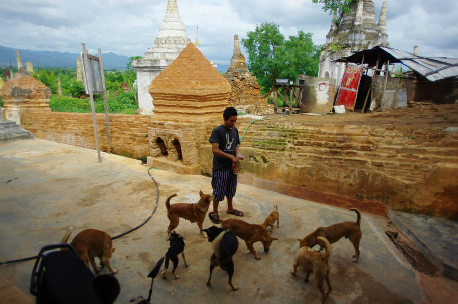 В иные времена местные жители голодают настолько, что едят собак. Этим пока повезло. Озеро Инле, Мьянма