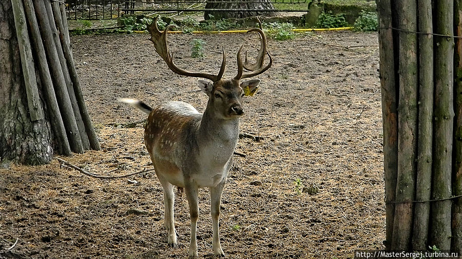 Рижский зоопарк Рига, Латвия