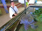 Большая белая черепаха, запутавший в рыболовных сетях, была спасена и направленна на реабилитацию фермы.