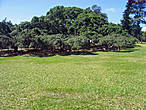 Дерево фикус, размером с футбольное поле