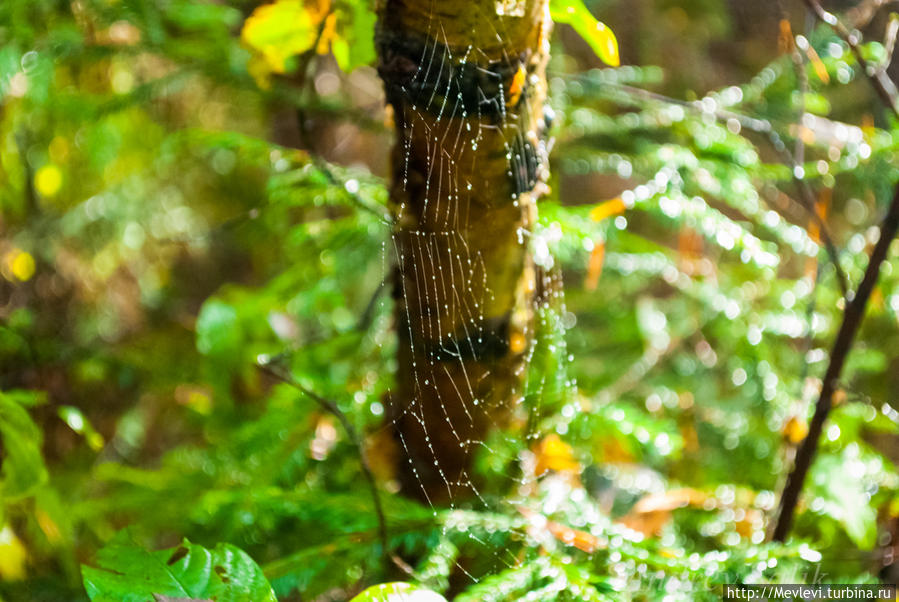В осеннем прозрачном лесу Кемери, Латвия