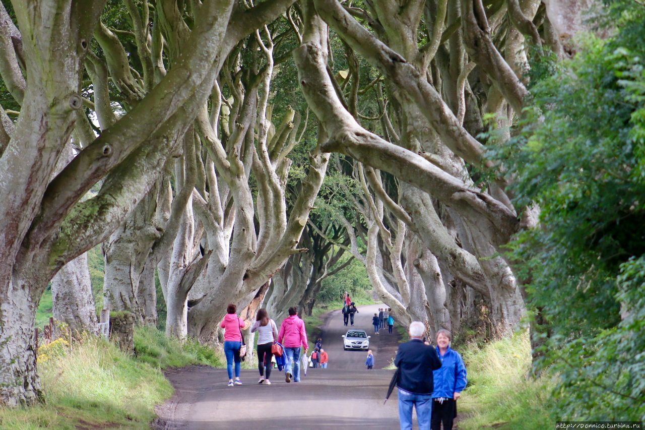 Темная Аллея Dark Hedges и темные века Dark Ages Дарк-Хеджес, Великобритания