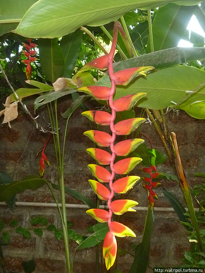 Растительное диво Кандолим, Индия