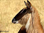 знакомьтесь: Waterbuck