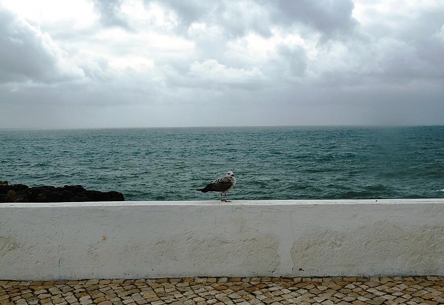 Чайки и океан Кашкайш, Португалия