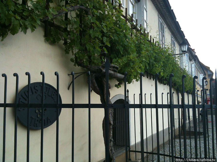 Этой виноградной лозе в Мариборе 300 лет Марибор, Словения