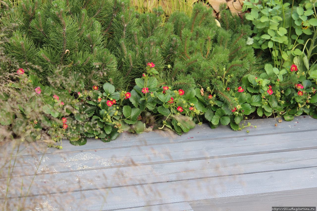 Moscow Flower Show 2017. Фотоотчёт и впечатления. Москва, Россия