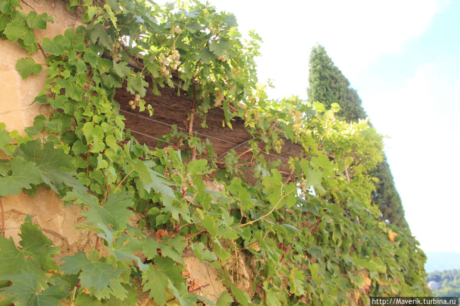 Многие дома окутаны виноградником Менерб, Франция
