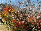 Начало цветения осенней сакуры