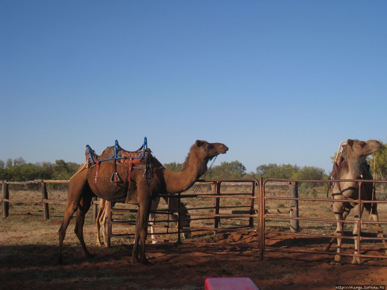Верблюжья ферма в Stuarts Well Roadhouse Элис-Спрингс, Австралия