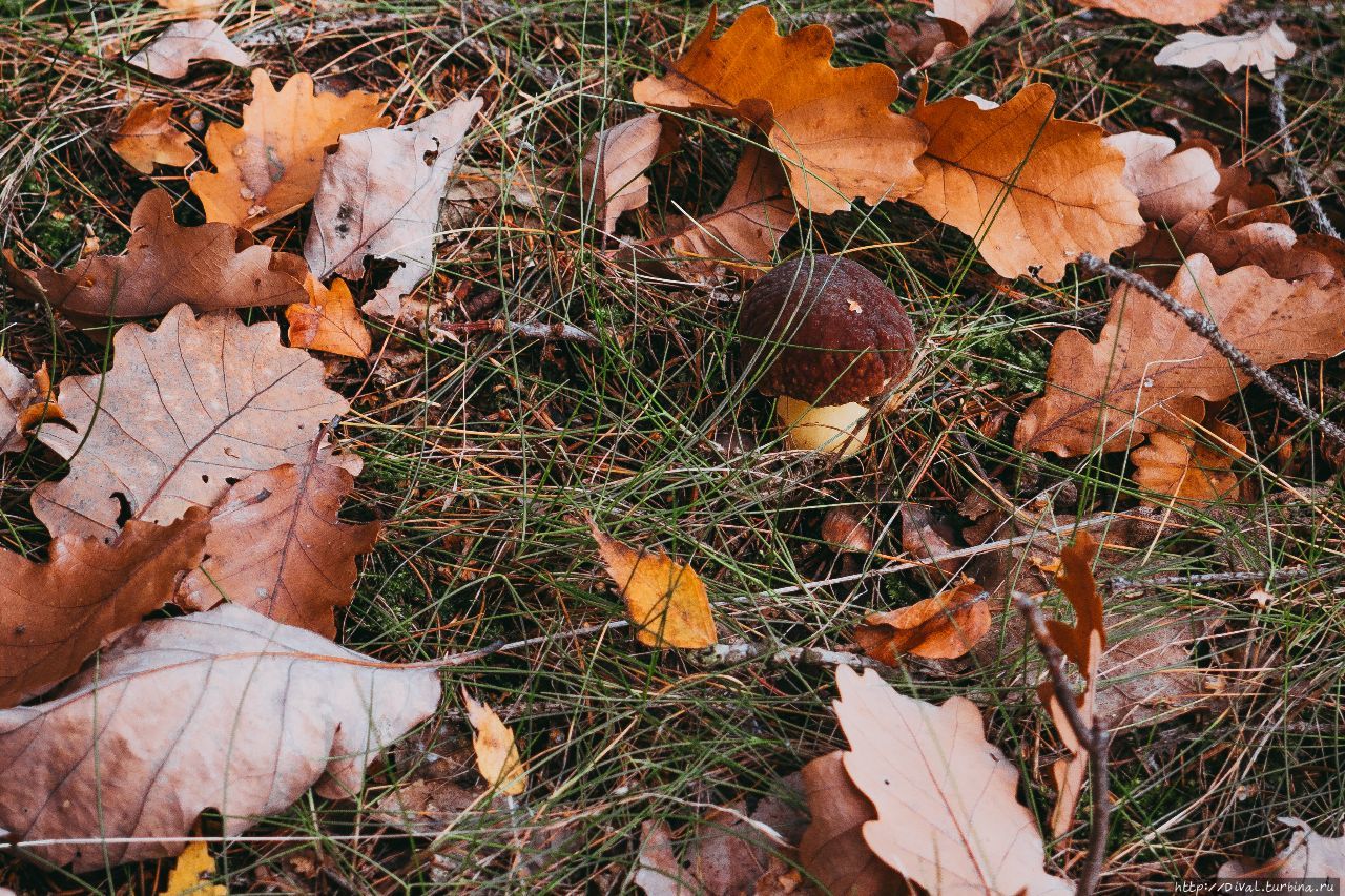 Приближалась осень и в старом саду было. Приближалась осень и в старом саду было. Бабье лето кедрина. Осень в саду. Приближалась осень и в старом саду было.
