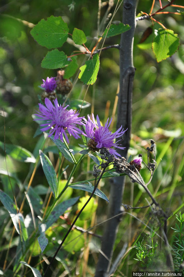 Вернуться в лето