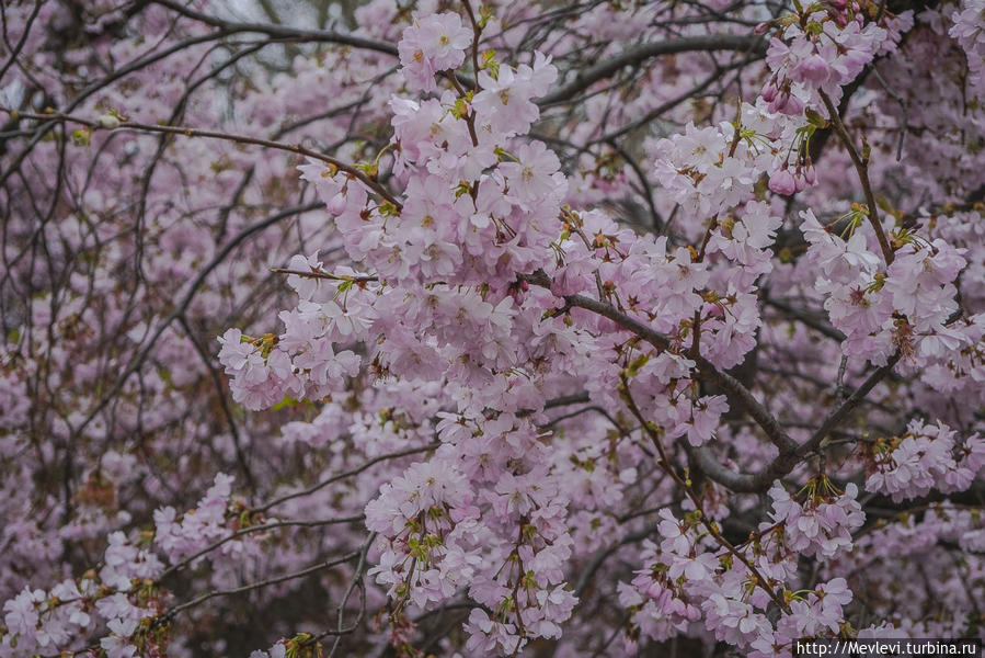 Букинге́мский дворец на рассвете Лондон, Великобритания