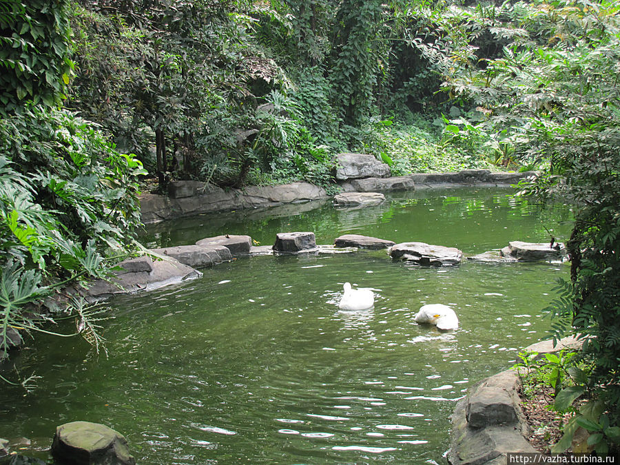 Зоопарк Гуанджоу Гуанчжоу, Китай