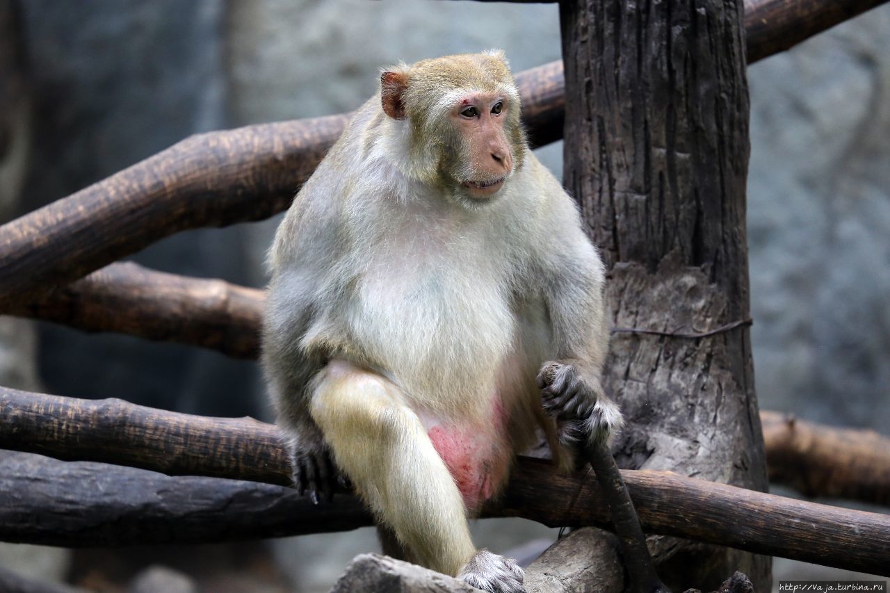 Зоопарк Чианг мая Чиангмай, Таиланд