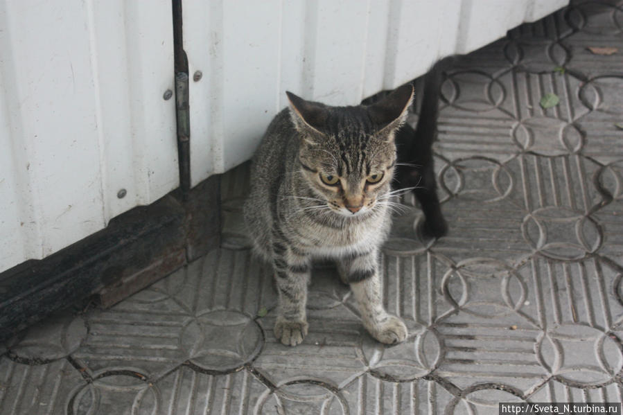 Котики, живущие рядом с нижней станцией канатной дороги в Мисхоре Республика Крым, Россия
