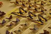 Фрагменты коллекции бабочек, собранных Набоковым в окрестностях Женевского озера.