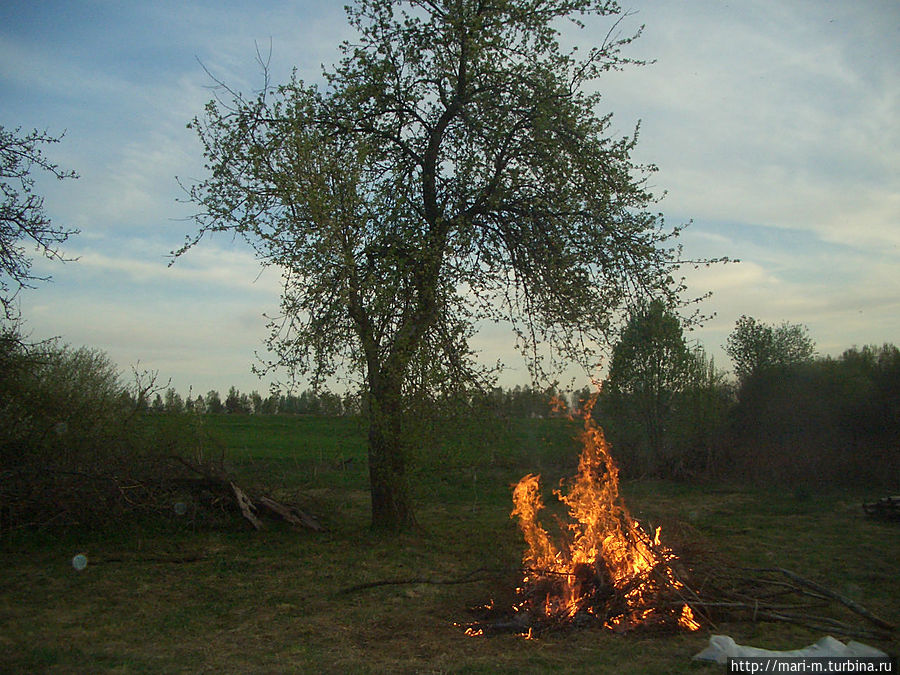 Хозяйка усадьбы сжигает старую траву, сухостой. Костер на фоне старой груши с большим дуплом.