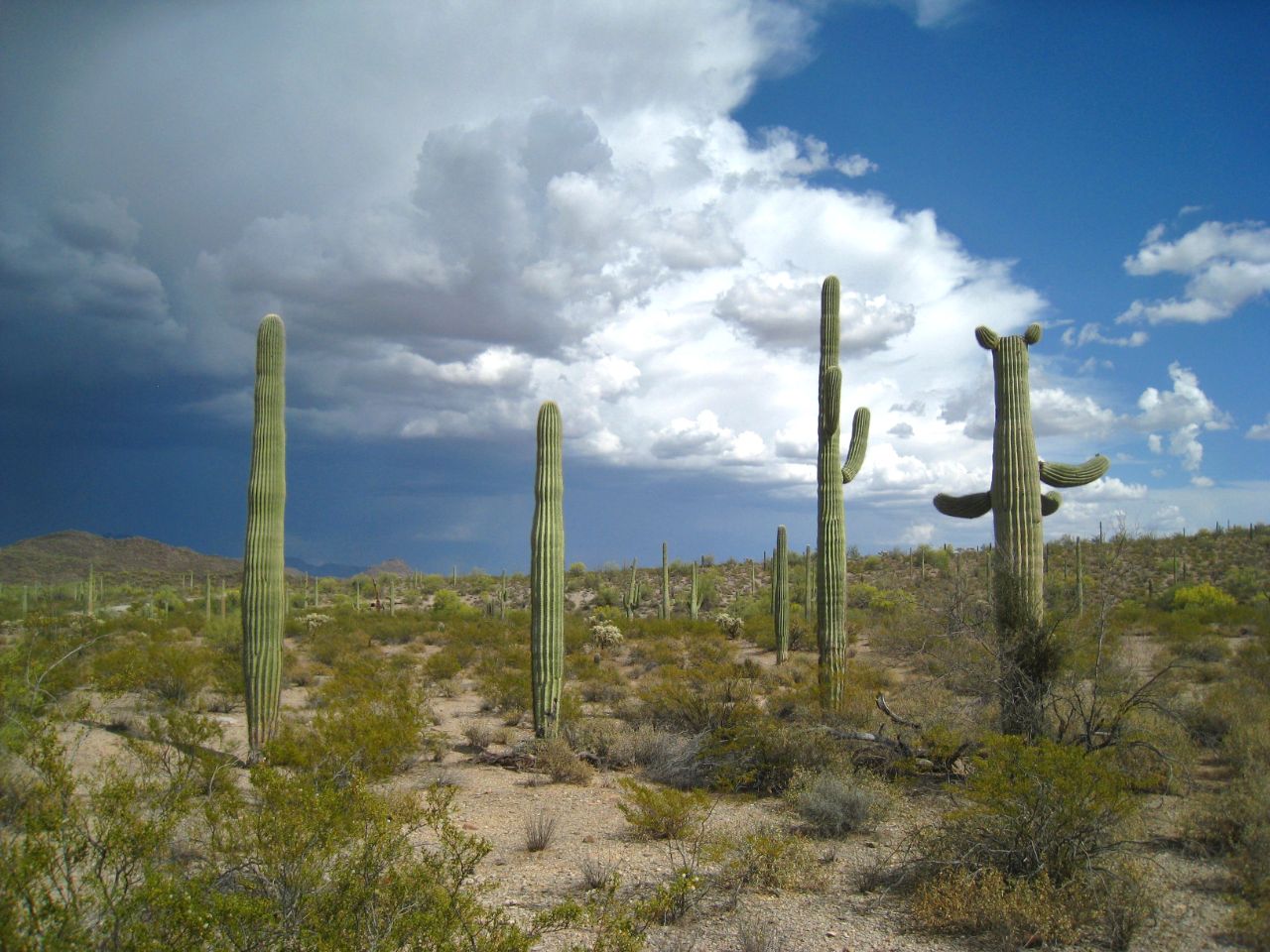 Аризона 10. Аризона 10. Витра комод аризона-14. Гостиная аризона. Комод аризона 10.