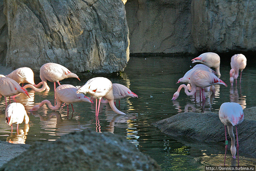 первыми на входе нас встречают розовые фламинго Валенсия, Испания