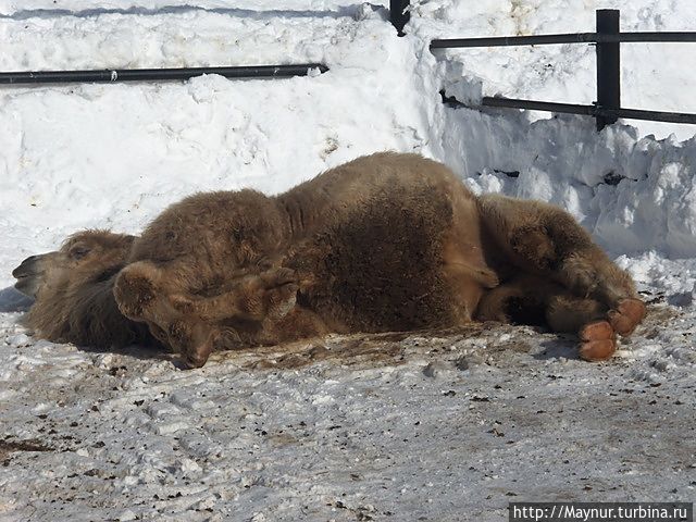 Такое не часто увидишь- верблюд валяется на снегу.