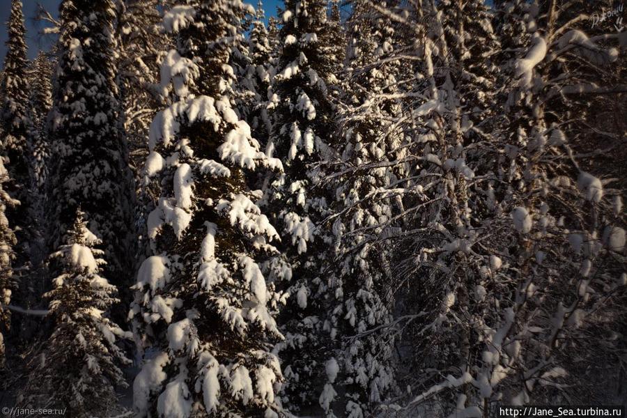 Графика ёлок Телецкое озеро, Россия