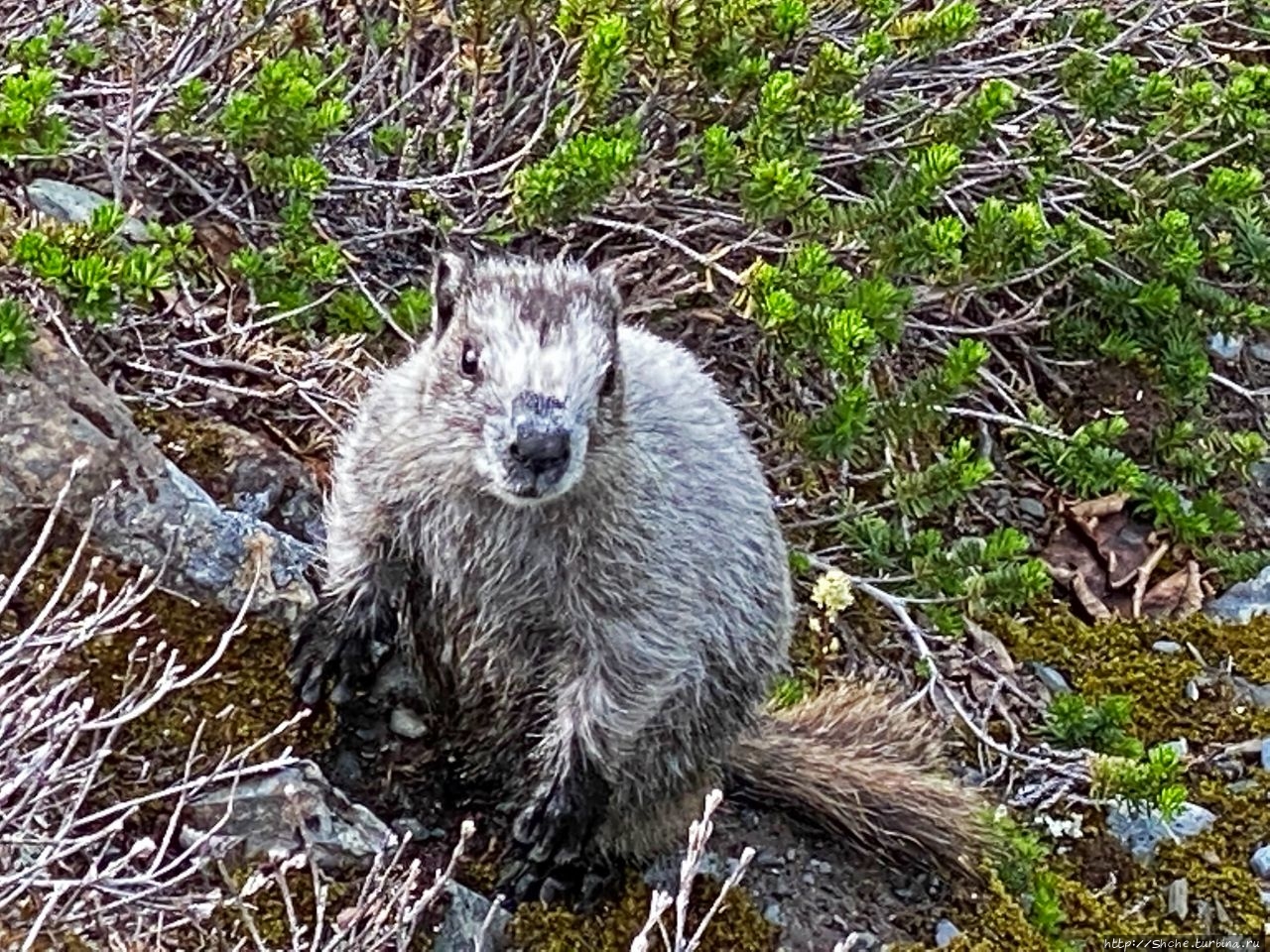 Животный мир Аляски. Alaska marmot — аляскинский сурок Национальный парк Кенай-Фьордс, CША