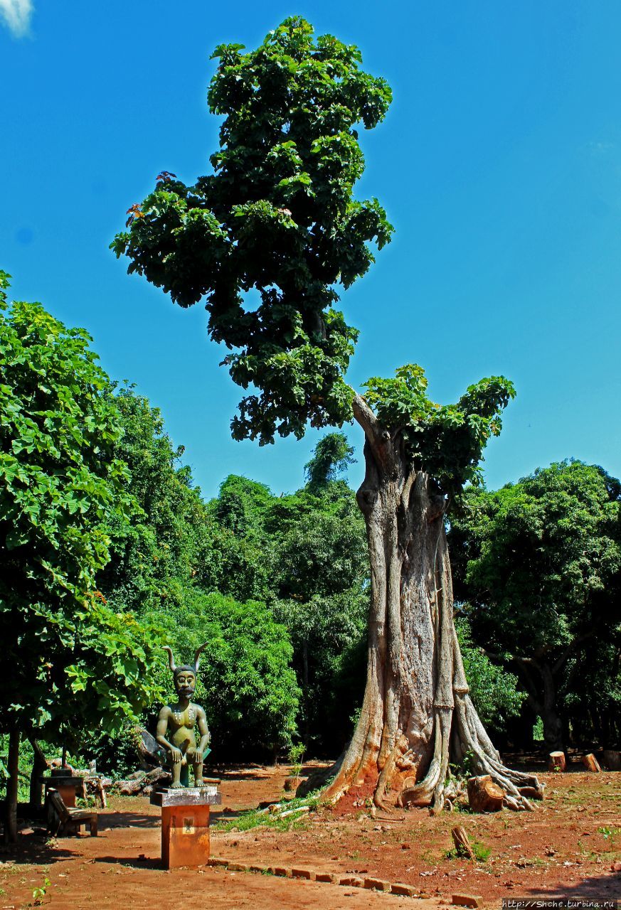Священный лес Кпассе Вида, Бенин