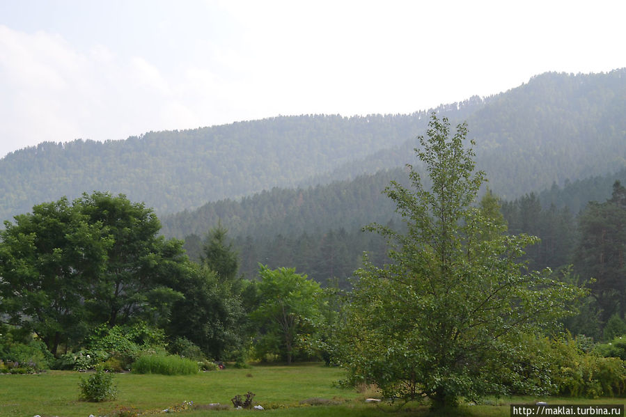 Ботанический сад Камлак. Село Камлак. Круг Камлак фото. Кумжулу Камлак.