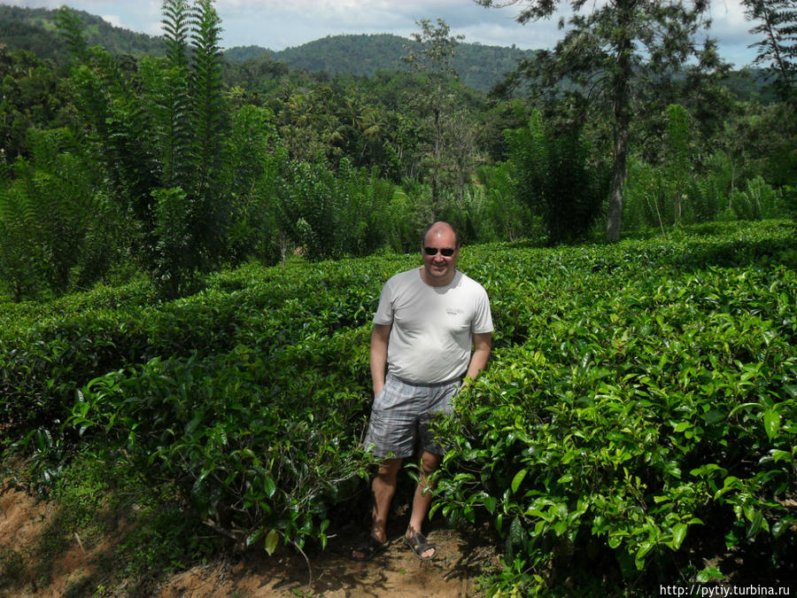А вот и чайная плантация. Хиккадува, Шри-Ланка