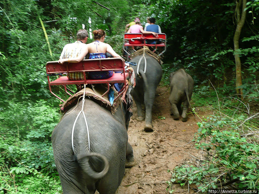экстрим на слонах Паттайя, Таиланд