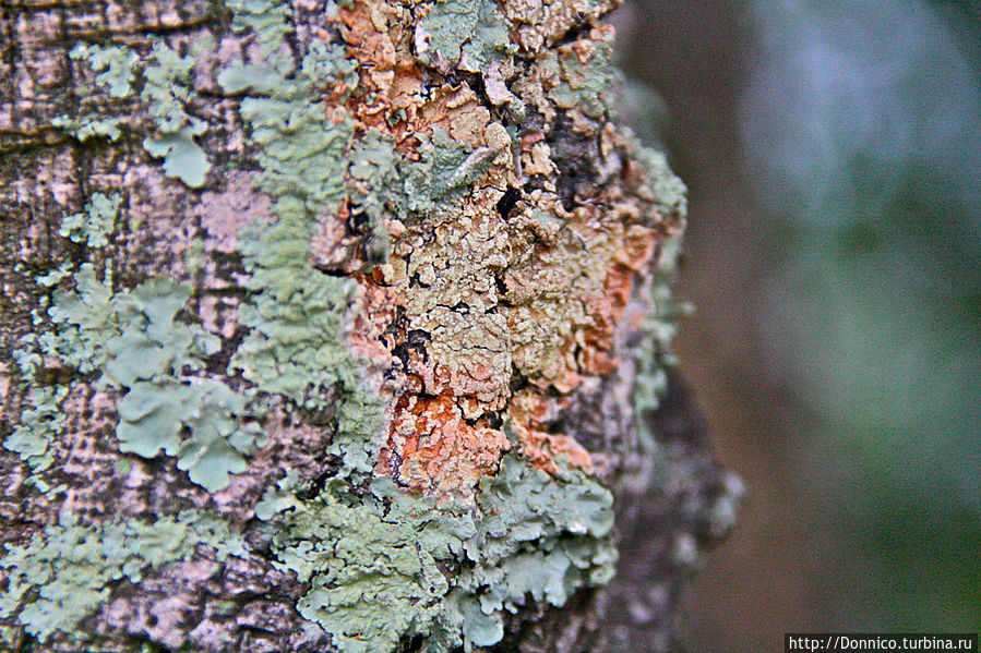 Пробковый дуб — к полету готов! Каталония, Испания