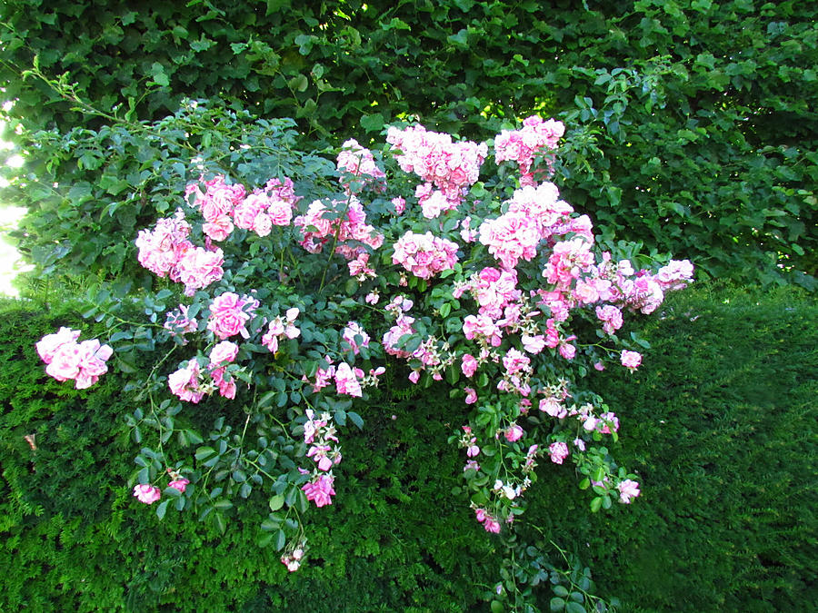Цветы в парке напротив Амалиенборга- королевской резиденции Копенгаген, Дания