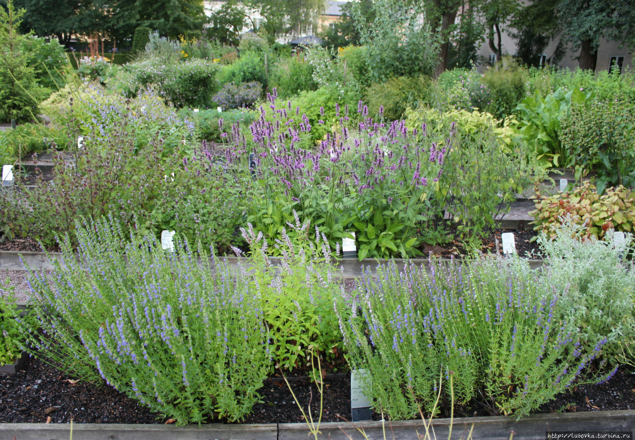 Сад Линнея Уппсала, Швеция