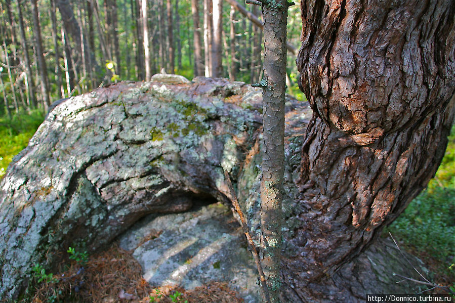 Из Рая Кошки... Раякоски, Россия
