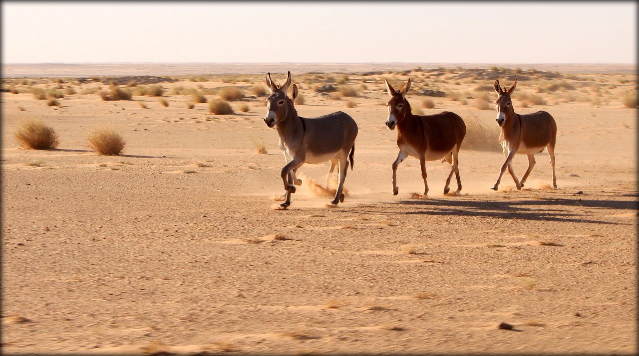 Марокко животный мир
